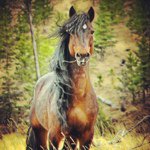 Kayla Mitchell- Chadwick - @thepowerofhorses - Instagram