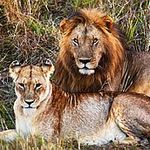 Mitchell Cohn - @lionheartrevolution - Instagram