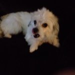 Mitchell Dees - @puppies_are_cuddly - Instagram