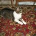Farley Mitchell - Facebook