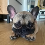 Mitchell - @mitchell_french_bulldog - Instagram