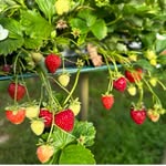 Mitchell Fruit Garden - @mitchellfruit - Instagram