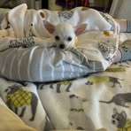 Gillian Mitchell - Facebook