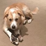 Mitchell Gross - @57hershey - Instagram