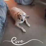 Carole Mitchell Major - @carolemitchellmajor - Instagram