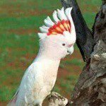 @major_mitchell_cockatoo - Instagram