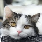 Mitchell Oliver Furman 🐾 - @honhonhonpoissons - Instagram