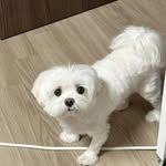 Mitchell Randall - @puppy_for_sales01 - Instagram