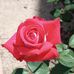 Mitchell Rizzo - Facebook
