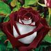 Mitchell Sauget - Facebook