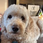 Michelle Sweeney Schuerman - @m.sweenschuer21 - Instagram