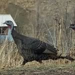 Tom Turkey - @mitchellturkeys - Instagram