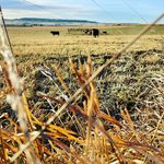 Mitchell Valley Farm - @mitchellvalleyfarm - Instagram