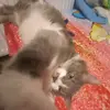 MITZI SUKARUL🥵 - @mitzi.the.best - TikTok