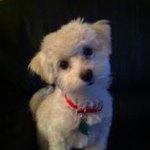 Mitzi Bowen - @mbowen928 - Instagram