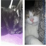 MITZI_ CHASER♡ - @mitzi_chaser - Instagram