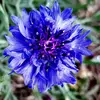 mitzigoodnoughcox - @flowerchild67801 - TikTok