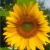 Mitzie Murray Gibson - Facebook