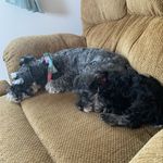 @harperandmitzi - Instagram
