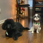 Mitzi & Harper - @ritzi.mitzi_sharper.harper - Instagram