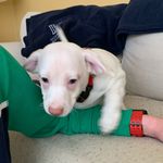 mitzi and henry - @mitzi.and.henry - Instagram