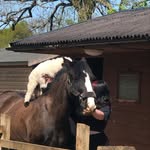 Mitzi hill ❤️ - @mh.eventingextras - Instagram