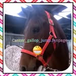 Mitzihill - @canter_gallop_jump_.fanpage - Instagram