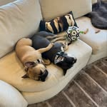 Milo and Mitzi Jackson - @miloandmitzi - Instagram