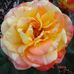 Mitzi Keller - Facebook