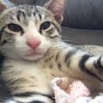 Thai_Official - @mitzi_the_king - Instagram