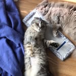 Mitzie & Lotti 🐾 - @life_with_mitzie_and_lotti_ - Instagram