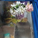 Monitzi Schaffer - Facebook