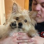 Mitzi - @mitzi_the_yorkiepom - Instagram