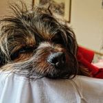 Mitzi - @mitzitheoversizedyorkie - Instagram