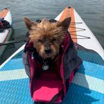Mitzi - @mitzitheyorkie - Instagram