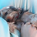 Mitzi Perry - @mitzi.theyorkie - Instagram