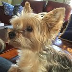 Mitzi - @yorkie_mitzie - Instagram