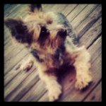 ♡ⓜⓘⓣⓩⓘ♡ - @yorkie_mitzi - Instagram