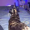 Miya Morgan - @.miya.morgan - TikTok