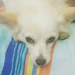 🐾Miya🐾Dog Of Jacob & Jessica - @miya__rodriguez - Instagram