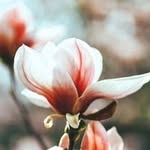 MD Shawon Islam - @miyashawon419 - Instagram