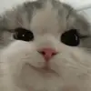 Mochen - @chenup - TikTok