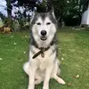 Mochén - @sinalau_bakasssssss - TikTok