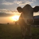 Essaritahof Heidegger Möggers - @essaritahof_moeggers - Instagram