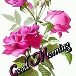 Mo Hossain - @mo.hossain.9066 - Instagram