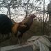 Modesto Ortiz - Facebook