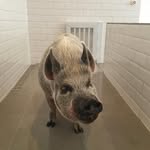 moe harrison - @harrison.moe - Instagram
