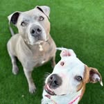 Moe, Norman, and Maggie - @the_m_n_m_show_ - Instagram