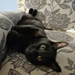 Moe Said Meep! - @moesaidmeep - Instagram