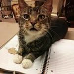 Maureen M McGill - @moestevens03 - Instagram